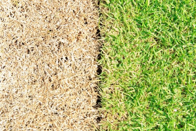 5 Things That Might be Killing Your Lawn | Hittle Landscaping