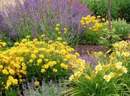 Low Maintenance Plants for Summer | Hittle Landscaping