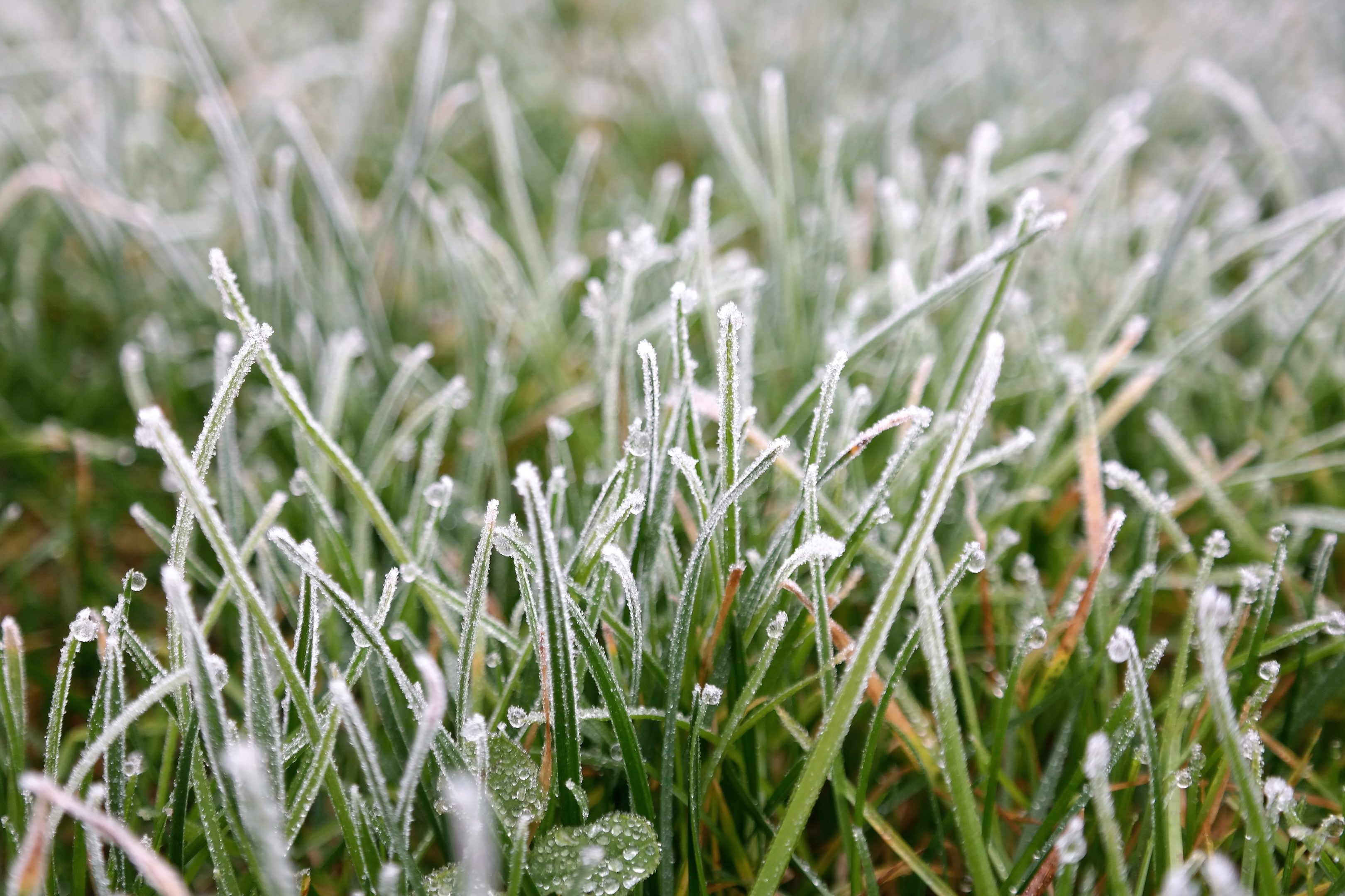 Preparing your lawn for winter | Hittle Landscaping