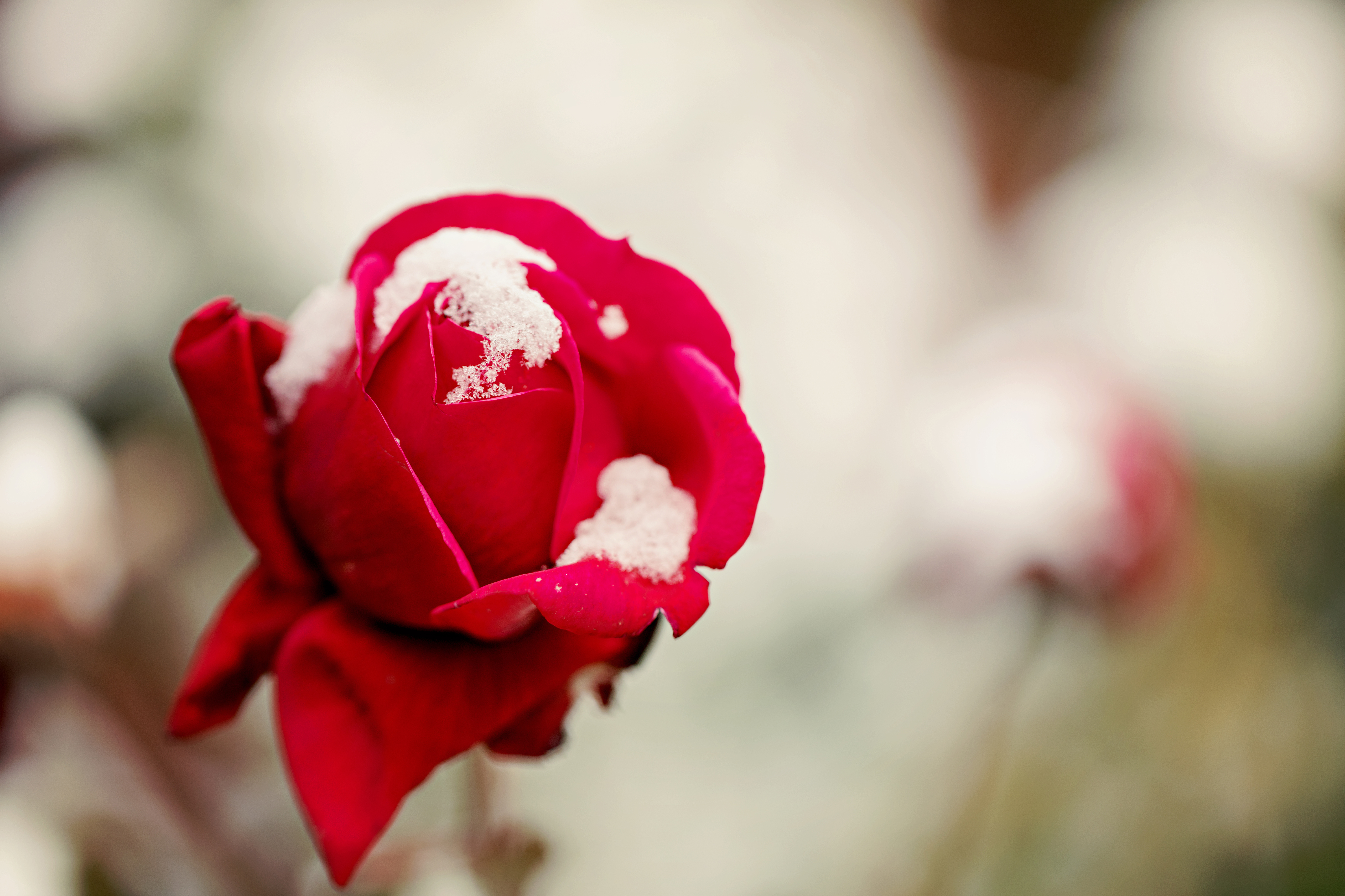 Winter-proofing your roses and other bushes | Hittle Landscaping
