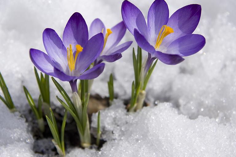 Winter landscaping mistakes | purple flower in snow | Hittle Landscaping