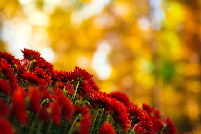 Red Mums in Fall | Landscape Design Tips for Fall Colors | Hittle Landscaping