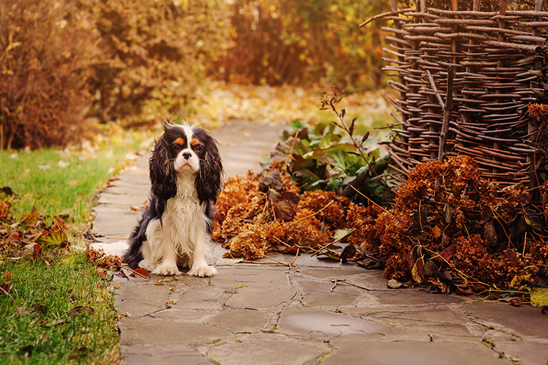 Dog on professionally hardscaped walkway with fall decorations | Hittle Landscaping