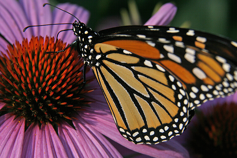 Monarch on Coneflower | Native Plants for Garden Design | Hittle Landscaping
