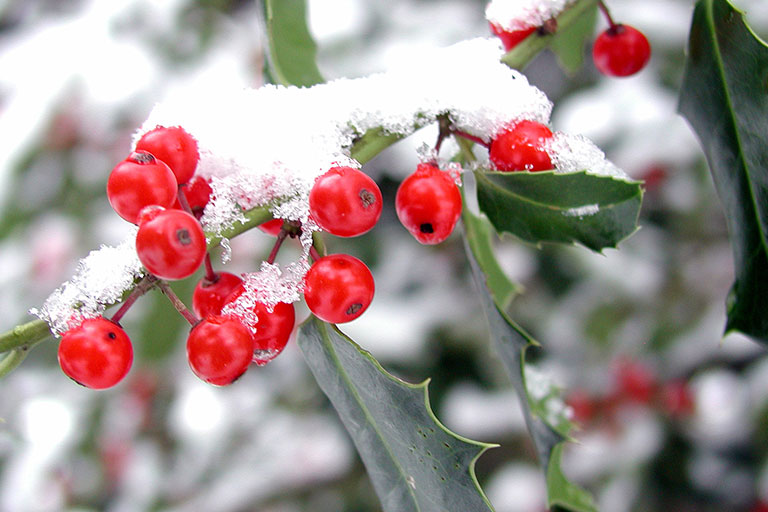 Holly in Snow | Plan for Winter Color in Your Indiana Backyard Garden | Hittle Landscaping