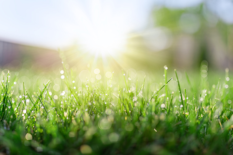 Turf Grass | Best Grasses for Custom Lawn Care | Hittle Landscaping