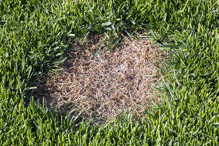 Brown Patch in Lawn | Landscaping Tips to Avoid Brown Grass | Hittle Landscaping