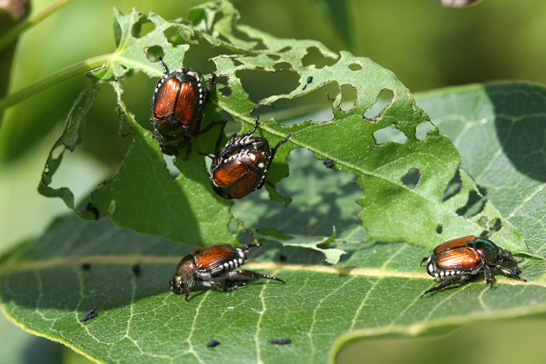 Japanese Beetles on Leaf | Protect Indiana Small Garden Design from Pests | Hittle Landscaping