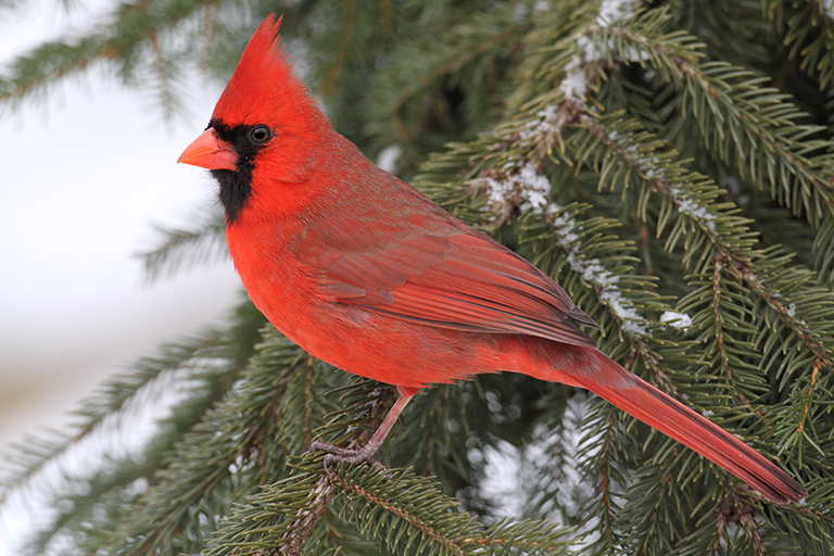 Male cardinal in evergreen | Best Backyard Designs for Winter Entertainment | Hittle Landscaping