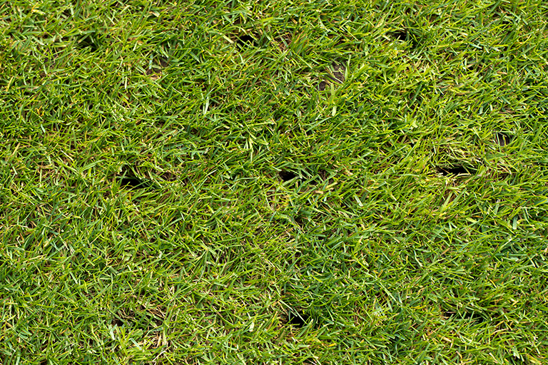 Green grass lawn with aeration marks | 4 Commercial Landscape Musts This Winter | Hittle Landscape