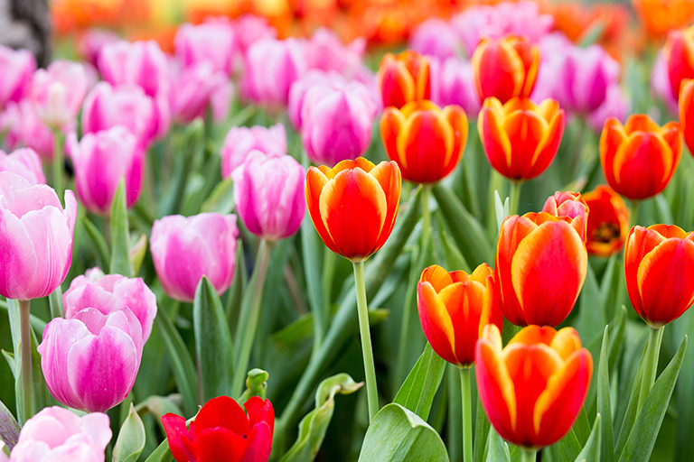 Field of pink, orange, and red tulips | Planning Commercial Landscape Services For Spring | Hittle Landscape