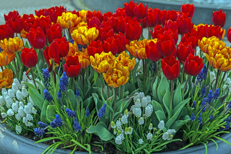 planter of tulips | Commercial Landscape Ideas for Spring in Indy | Hittle Landscaping