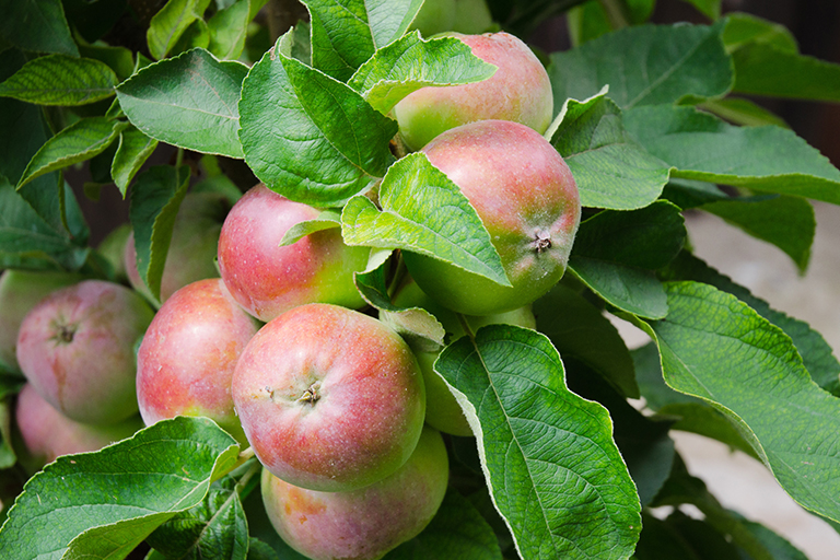 apple tree | Plant Fruit-bearing Plants and Shrubs in Indianapolis | Hittle Landscaping