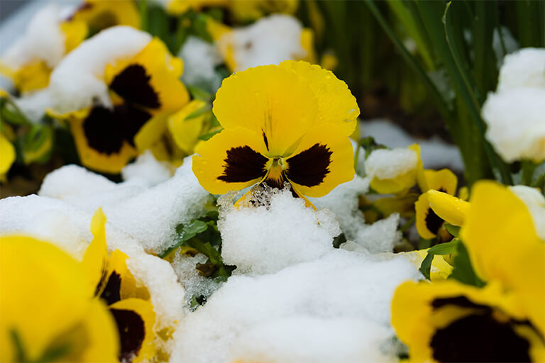 yellow pansies in snow | Front Yard Landscaping: What to Plant First this Spring | Hittle Landscaping