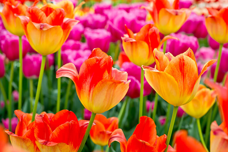 blooming tulips | What to Plant When Bulbs are Done in the Backyard Garden | Hittle Landscaping
